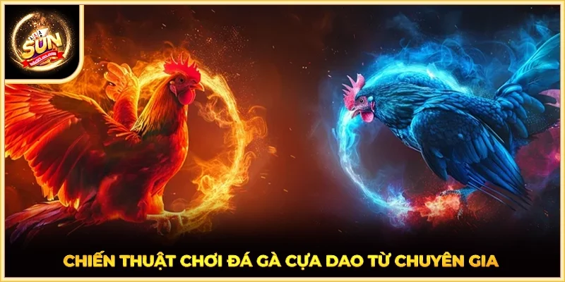 Chiến thuật chơi đá gà cựa dao từ chuyên gia